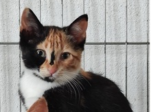 SABRINA, Katze, Europäisch Kurzhaar in Spanien - Bild 6