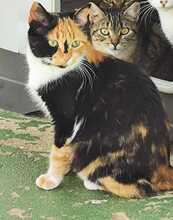 SABRINA, Katze, Europäisch Kurzhaar in Spanien - Bild 7