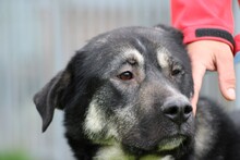 CHARA, Hund, Berner Sennenhund-Labrador-Mix in Rumänien