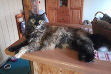 BILLIE, Katze, Maine Coon-Mix in Barntrup - Bild 2