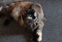BILLIE, Katze, Maine Coon-Mix in Barntrup - Bild 3