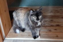 BILLIE, Katze, Maine Coon-Mix in Barntrup - Bild 4