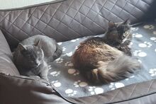 BILLIE, Katze, Maine Coon-Mix in Barntrup - Bild 5
