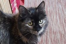BILLIE, Katze, Maine Coon-Mix in Barntrup - Bild 6