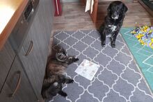 BILLIE, Katze, Maine Coon-Mix in Barntrup - Bild 8