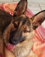 BEBO, Hund, Mischlingshund in Kroatien