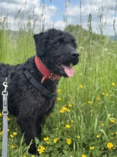 DEVLIN, Hund, Mischlingshund in Marsberg - Bild 1