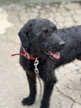 DEVLIN, Hund, Mischlingshund in Marsberg - Bild 10