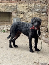 DEVLIN, Hund, Mischlingshund in Marsberg - Bild 11