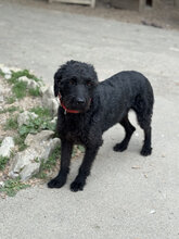 DEVLIN, Hund, Mischlingshund in Marsberg - Bild 12