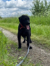 DEVLIN, Hund, Mischlingshund in Marsberg - Bild 13