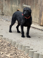 DEVLIN, Hund, Mischlingshund in Marsberg - Bild 14