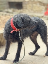 DEVLIN, Hund, Mischlingshund in Marsberg - Bild 15