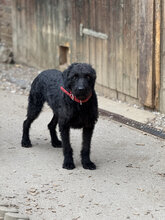 DEVLIN, Hund, Mischlingshund in Marsberg - Bild 16
