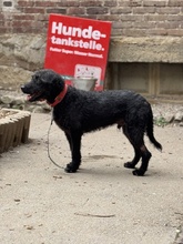 DEVLIN, Hund, Mischlingshund in Marsberg - Bild 17