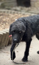 DEVLIN, Hund, Mischlingshund in Marsberg - Bild 18