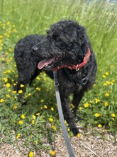DEVLIN, Hund, Mischlingshund in Marsberg - Bild 2
