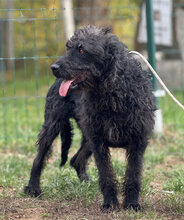 DEVLIN, Hund, Mischlingshund in Marsberg - Bild 20