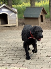 DEVLIN, Hund, Mischlingshund in Marsberg - Bild 21