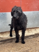 DEVLIN, Hund, Mischlingshund in Marsberg - Bild 22
