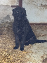 DEVLIN, Hund, Mischlingshund in Marsberg - Bild 23