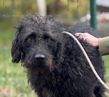 DEVLIN, Hund, Mischlingshund in Marsberg - Bild 24