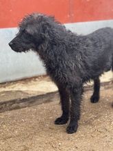 DEVLIN, Hund, Mischlingshund in Marsberg - Bild 25