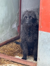 DEVLIN, Hund, Mischlingshund in Marsberg - Bild 27