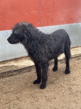 DEVLIN, Hund, Mischlingshund in Marsberg - Bild 30