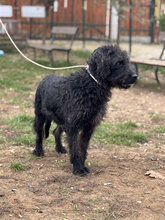 DEVLIN, Hund, Mischlingshund in Marsberg - Bild 31