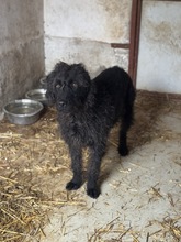 DEVLIN, Hund, Mischlingshund in Marsberg - Bild 32