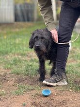 DEVLIN, Hund, Mischlingshund in Marsberg - Bild 33