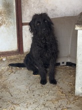 DEVLIN, Hund, Mischlingshund in Marsberg - Bild 34