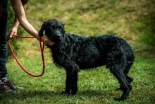 DEVLIN, Hund, Mischlingshund in Marsberg - Bild 35