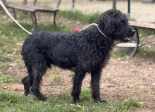 DEVLIN, Hund, Mischlingshund in Marsberg - Bild 36