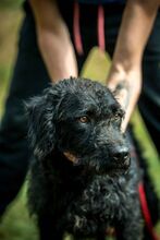 DEVLIN, Hund, Mischlingshund in Marsberg - Bild 37