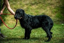 DEVLIN, Hund, Mischlingshund in Marsberg - Bild 38