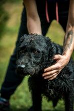 DEVLIN, Hund, Mischlingshund in Marsberg - Bild 39