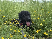 DEVLIN, Hund, Mischlingshund in Marsberg - Bild 4