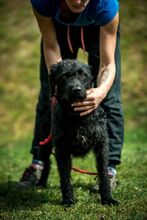 DEVLIN, Hund, Mischlingshund in Marsberg - Bild 40