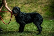 DEVLIN, Hund, Mischlingshund in Marsberg - Bild 41