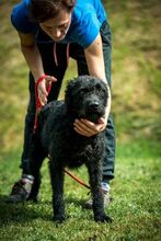 DEVLIN, Hund, Mischlingshund in Marsberg - Bild 42