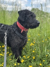 DEVLIN, Hund, Mischlingshund in Marsberg - Bild 5