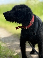 DEVLIN, Hund, Mischlingshund in Marsberg - Bild 6