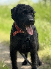 DEVLIN, Hund, Mischlingshund in Marsberg - Bild 7