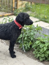 DEVLIN, Hund, Mischlingshund in Marsberg - Bild 8