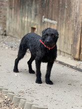DEVLIN, Hund, Mischlingshund in Marsberg - Bild 9