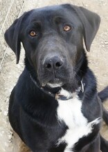 SPIRO, Hund, Mischlingshund in Griechenland
