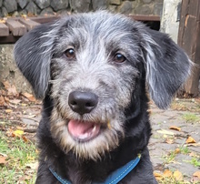 KEA, Hund, Mischlingshund in St. Katharinen