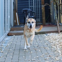 TARA, Hund, Deutscher Schäferhund-Mix in Radevormwald - Bild 13